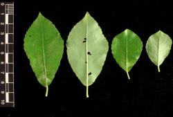 Salix appenina. Leaves showing both surfaces.
 Image: D. Glenny © Landcare Research 2020 CC BY 4.0